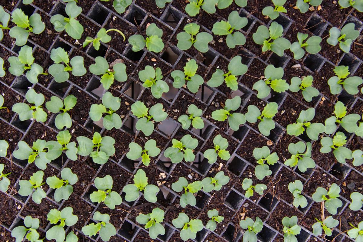 Young plants growing in uniform trays, showcasing early stages of growth.