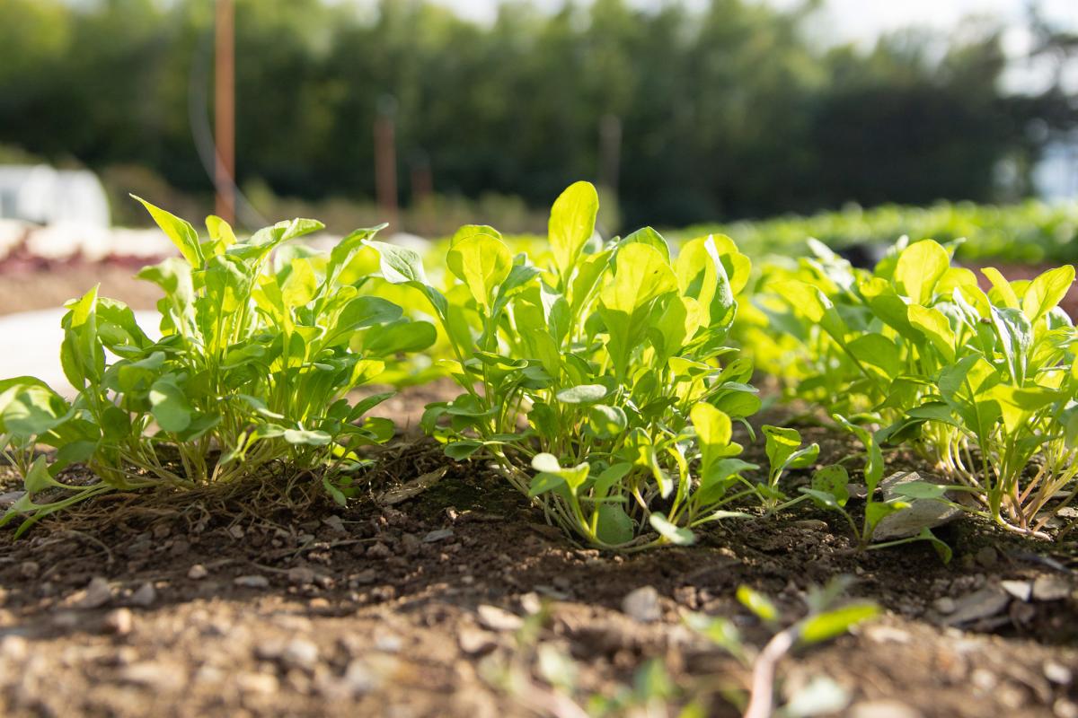 Young greens growing in soil.
