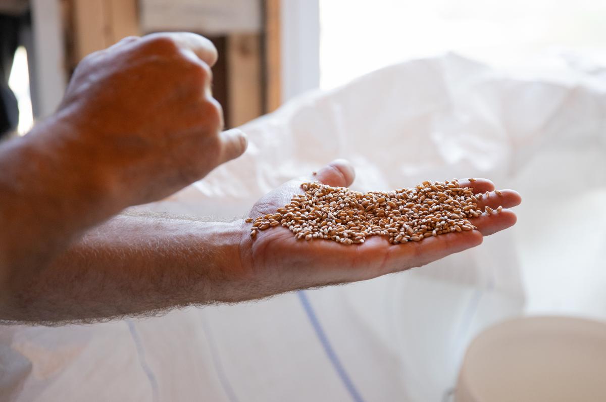 A hand holds a small pile of wheat grain.