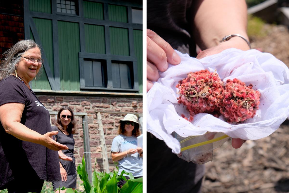 Right: Judy Dow and Leah Summerfield of Gedakina introduce the Four Sisters Garden. Left: Sumac was used to create a refreshing tea, a recipe that can be brought back to participants' schools and early childhood programs. Photos by Andrea Estey. Right: Judy Dow and Leah Summerfield of Gedakina introduce the Four Sisters Garden. Left: Sumac was used to create a refreshing tea, a recipe that can be brought back to participants' schools and early childhood programs. Photos by Andrea Estey.
