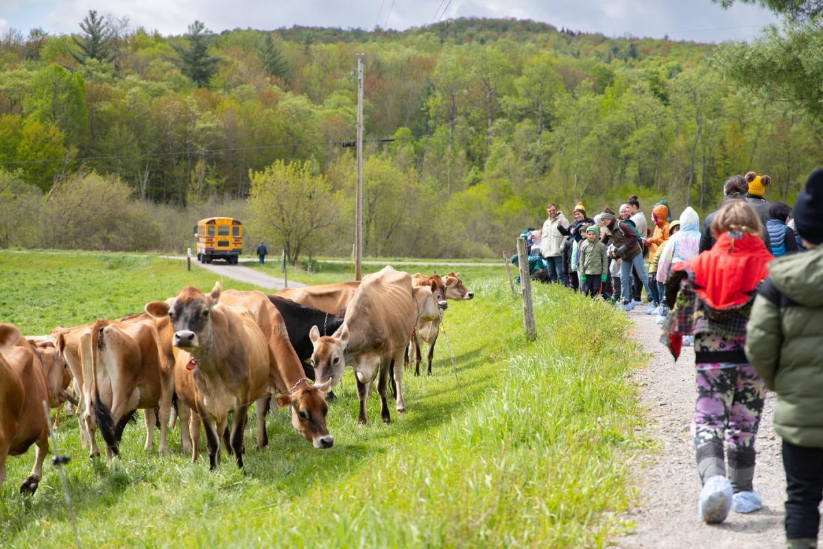 Linda leads students down the cow path, to see the milking herd on pasture. Linda leads students down the cow path, to see the milking herd on pasture.