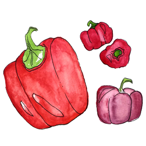 colorful illustration of four peppers colorful illustration of four peppers