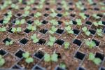 sprouts growing in a greenhouse