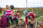 kids dig for potatoes in a garden