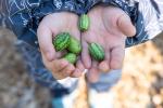 Person holding several small, green patterned melothria (also known as Mexican sour gherkins) in their open hands.