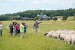 Educators sit in a green pasture, observing sheep.